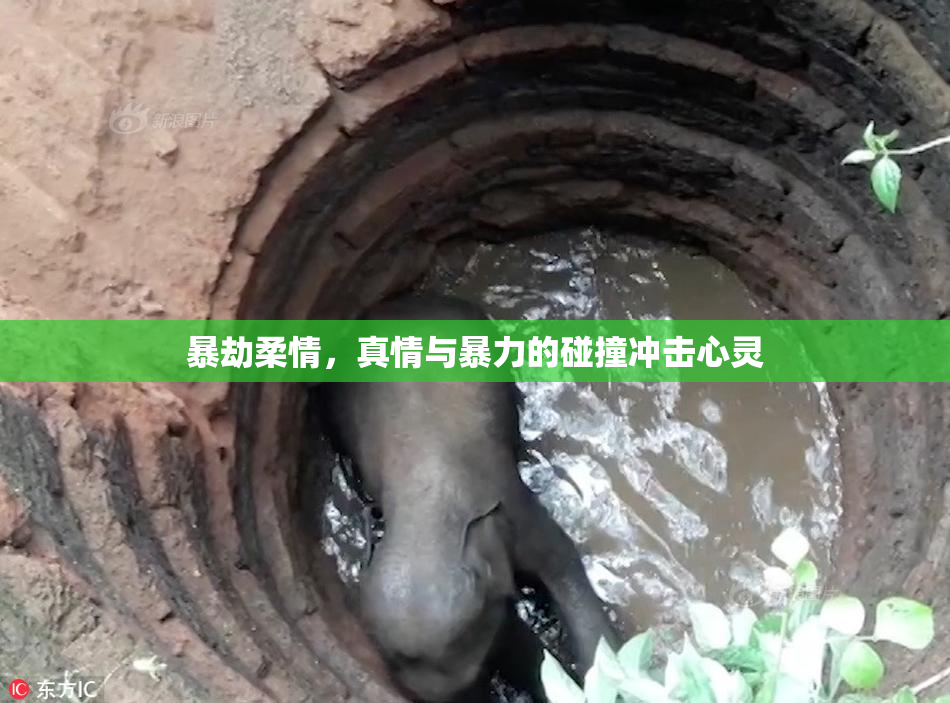 暴劫柔情，真情与暴力的碰撞冲击心灵