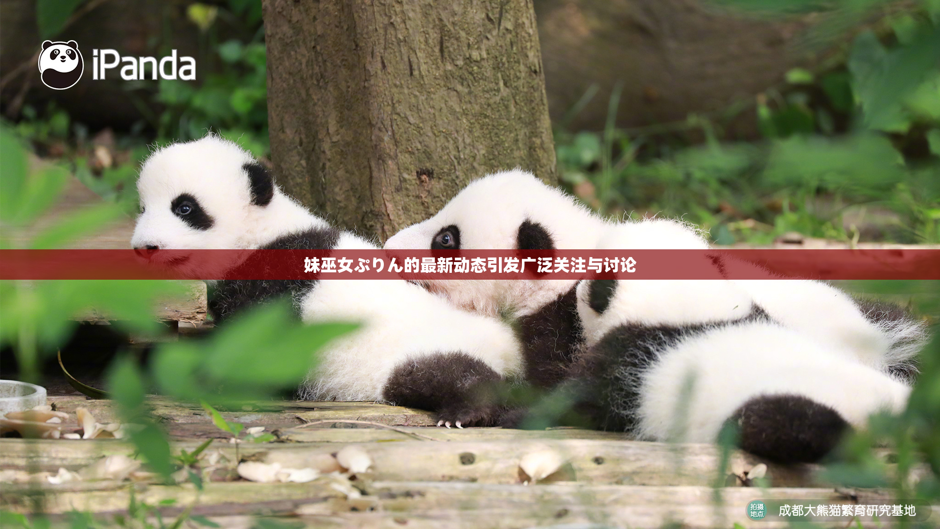 妹巫女ぷりん的最新动态引发广泛关注与讨论