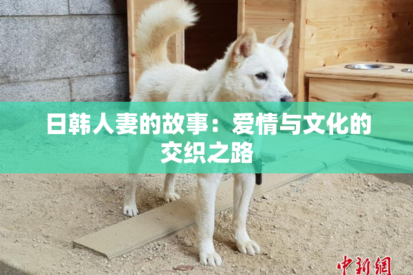 日韩人妻的故事：爱情与文化的交织之路