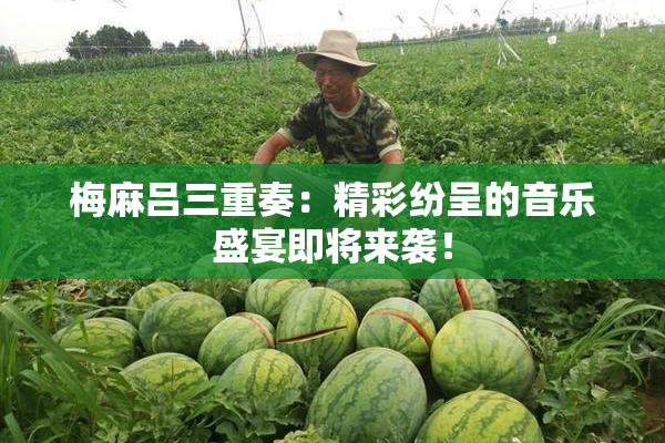 梅麻吕三重奏：精彩纷呈的音乐盛宴即将来袭！