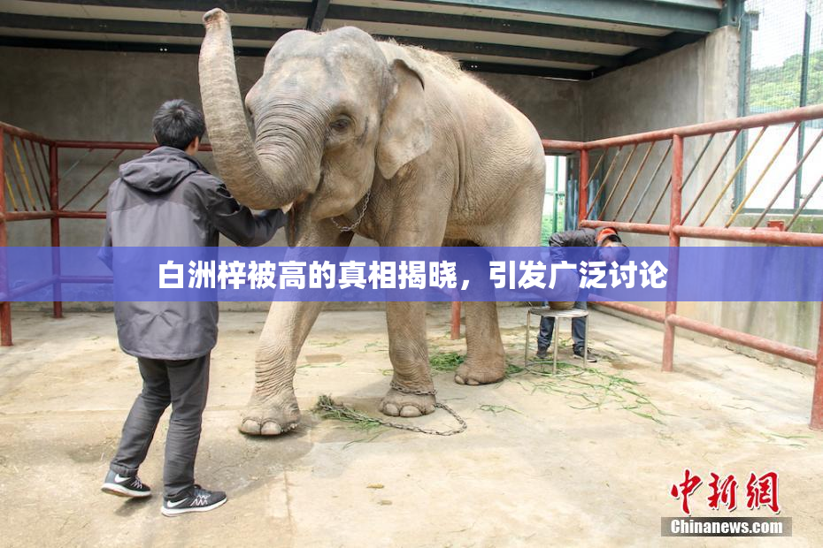 白洲梓被高的真相揭晓，引发广泛讨论