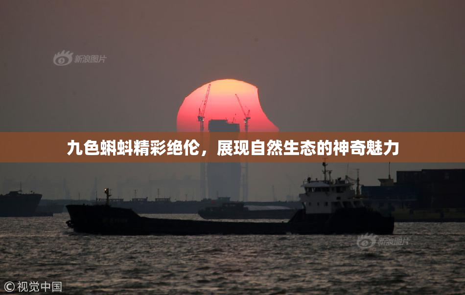 九色蝌蚪精彩绝伦，展现自然生态的神奇魅力