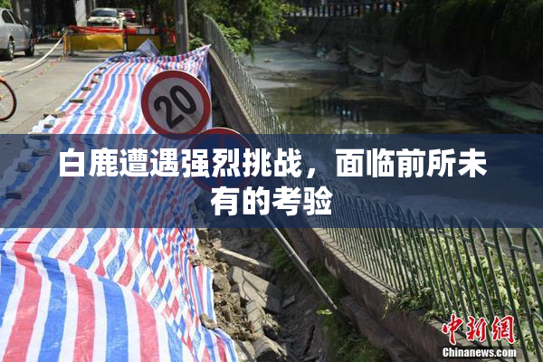 白鹿遭遇强烈挑战，面临前所未有的考验