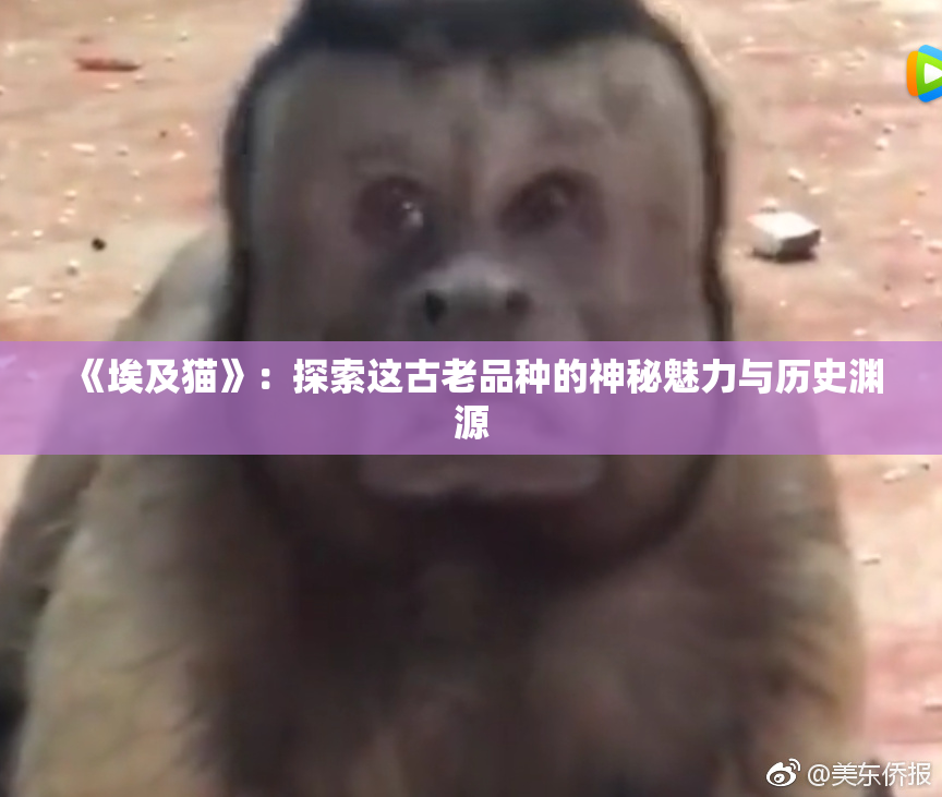 《埃及猫》：探索这古老品种的神秘魅力与历史渊源
