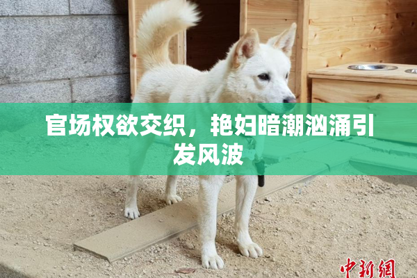 官场权欲交织，艳妇暗潮汹涌引发风波