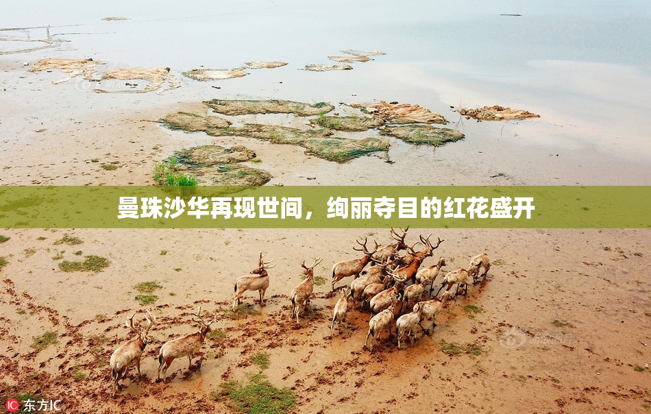 曼珠沙华再现世间，绚丽夺目的红花盛开