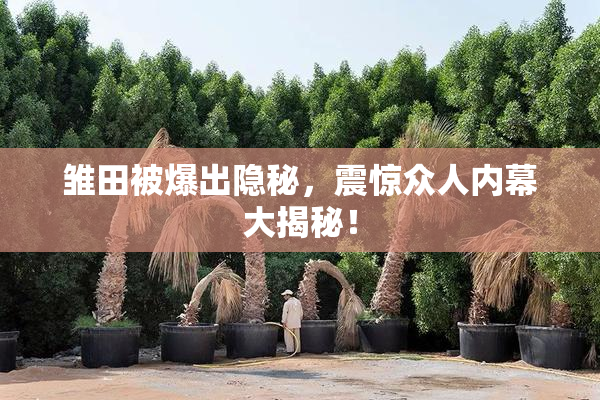 雏田被爆出隐秘，震惊众人内幕大揭秘！