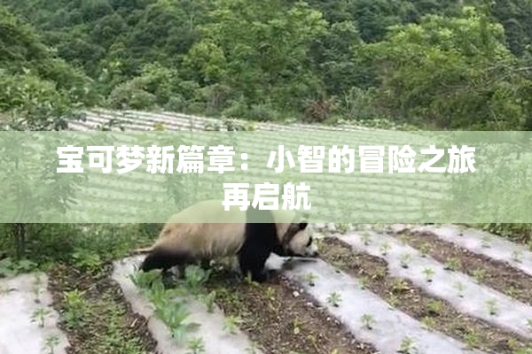 宝可梦新篇章：小智的冒险之旅再启航