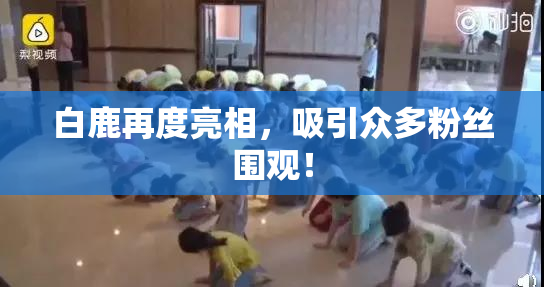 白鹿再度亮相，吸引众多粉丝围观！
