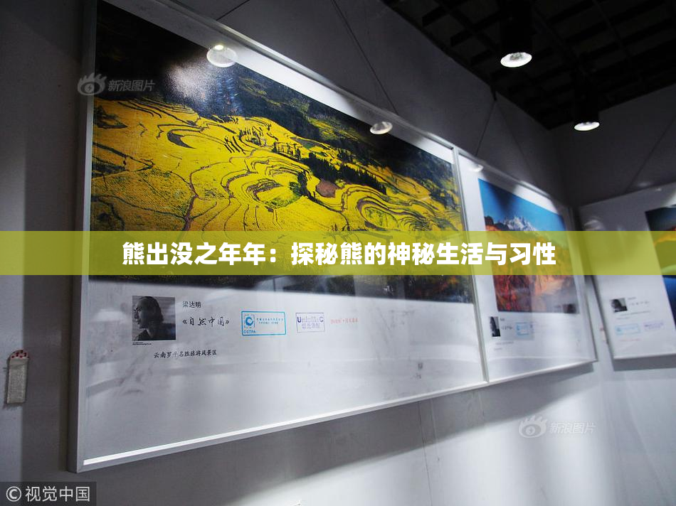 熊出没之年年：探秘熊的神秘生活与习性