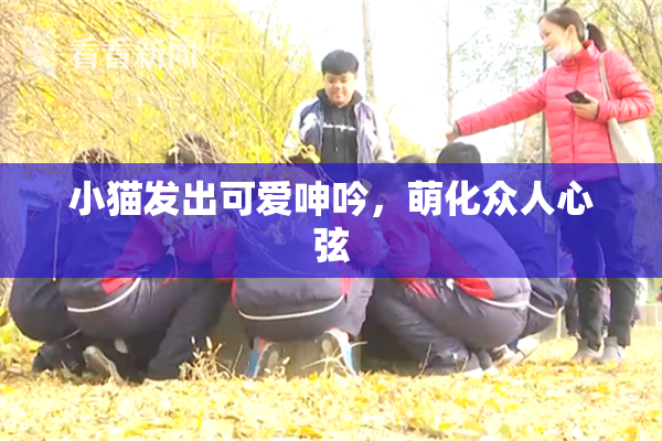 小猫发出可爱呻吟，萌化众人心弦
