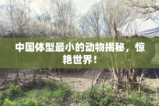 中国体型最小的动物揭秘，惊艳世界！