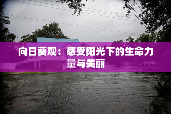 向日葵观：感受阳光下的生命力量与美丽