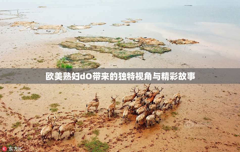 欧美熟妇dO带来的独特视角与精彩故事