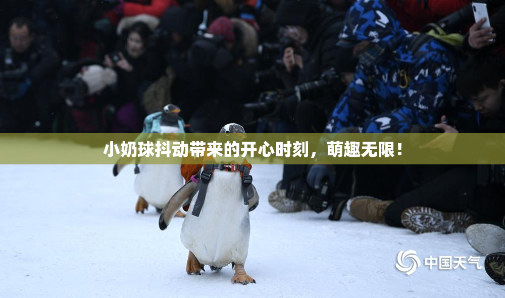 小奶球抖动带来的开心时刻，萌趣无限！