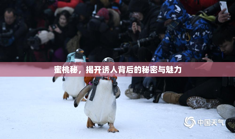 蜜桃秘，揭开诱人背后的秘密与魅力