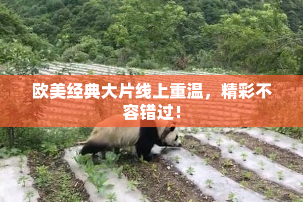 欧美经典大片线上重温，精彩不容错过！