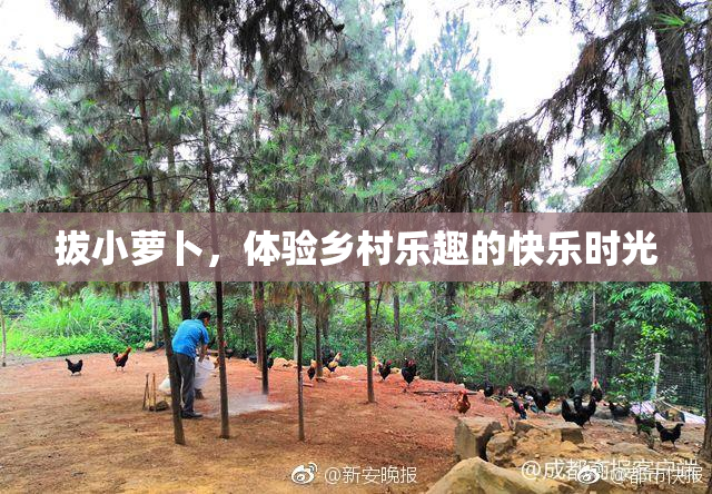 拔小萝卜，体验乡村乐趣的快乐时光