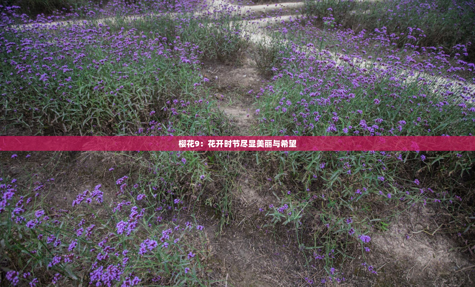 樱花9：花开时节尽显美丽与希望