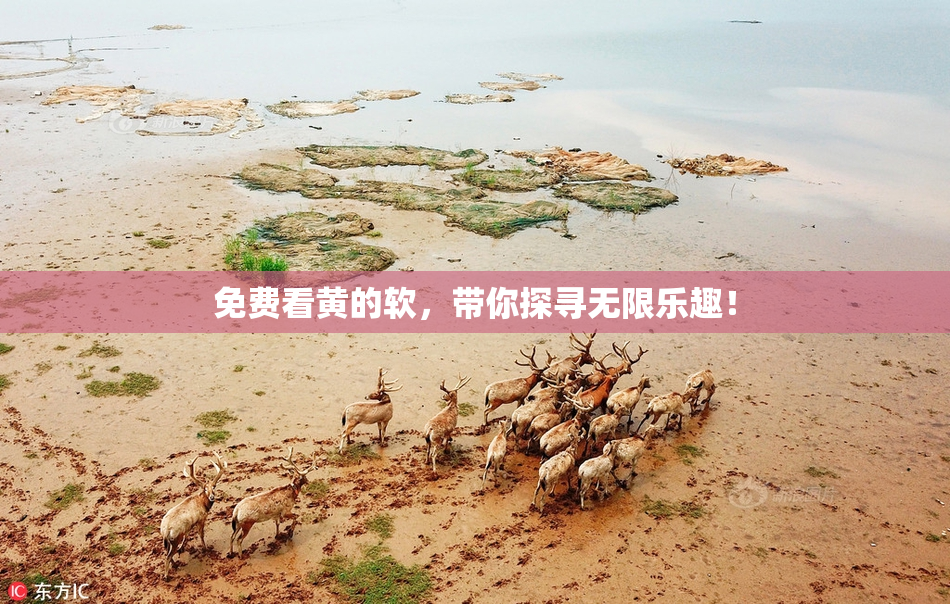 免费看黄的软，带你探寻无限乐趣！