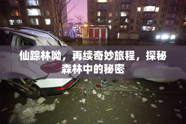 仙踪林呦，再续奇妙旅程，探秘森林中的秘密