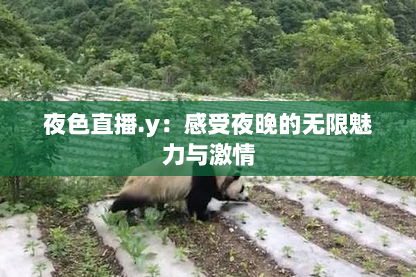 夜色直播.y：感受夜晚的无限魅力与激情