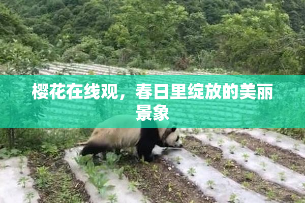 樱花在线观，春日里绽放的美丽景象