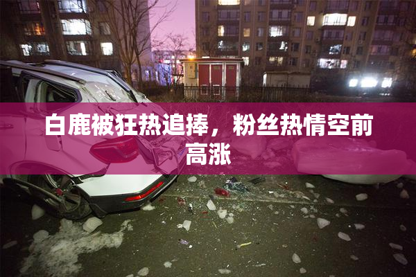 白鹿被狂热追捧，粉丝热情空前高涨
