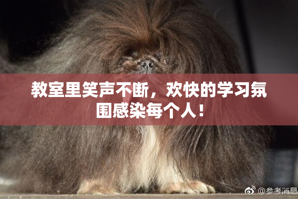 教室里笑声不断，欢快的学习氛围感染每个人！
