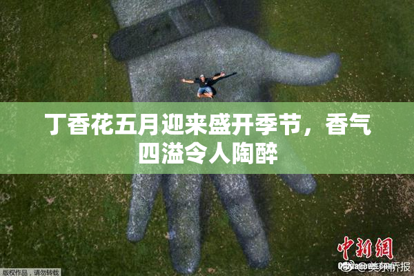 丁香花五月迎来盛开季节，香气四溢令人陶醉