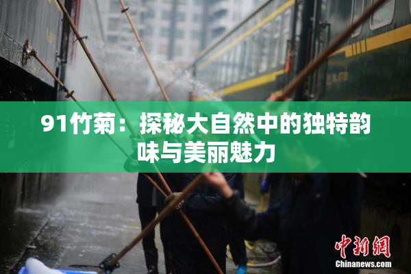 91竹菊：探秘大自然中的独特韵味与美丽魅力