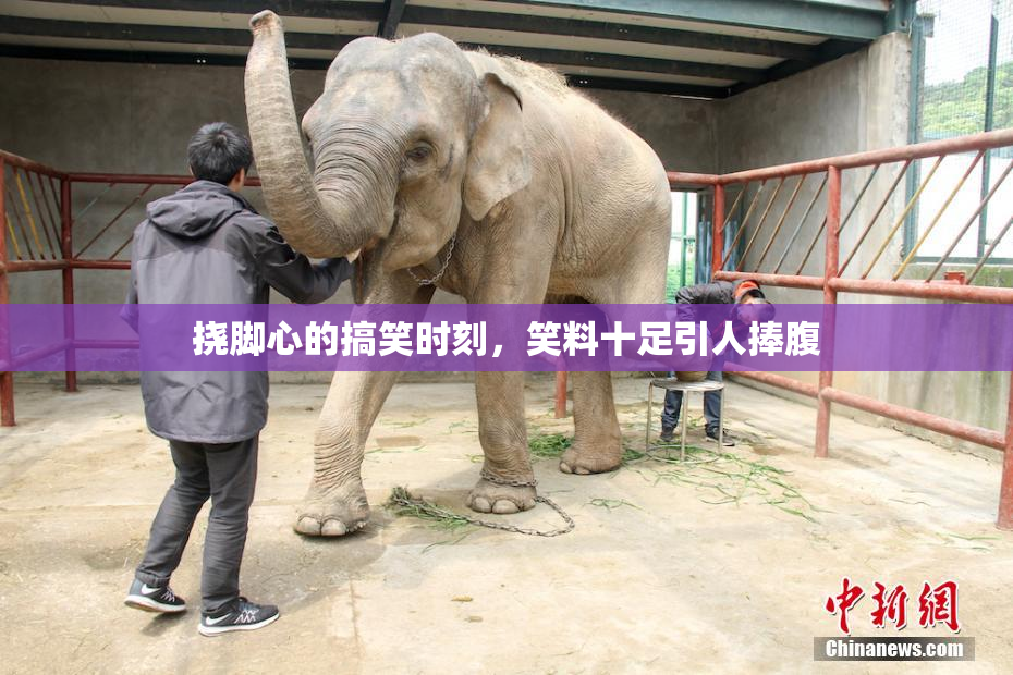 挠脚心的搞笑时刻，笑料十足引人捧腹