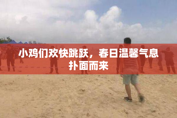 小鸡们欢快跳跃，春日温馨气息扑面而来