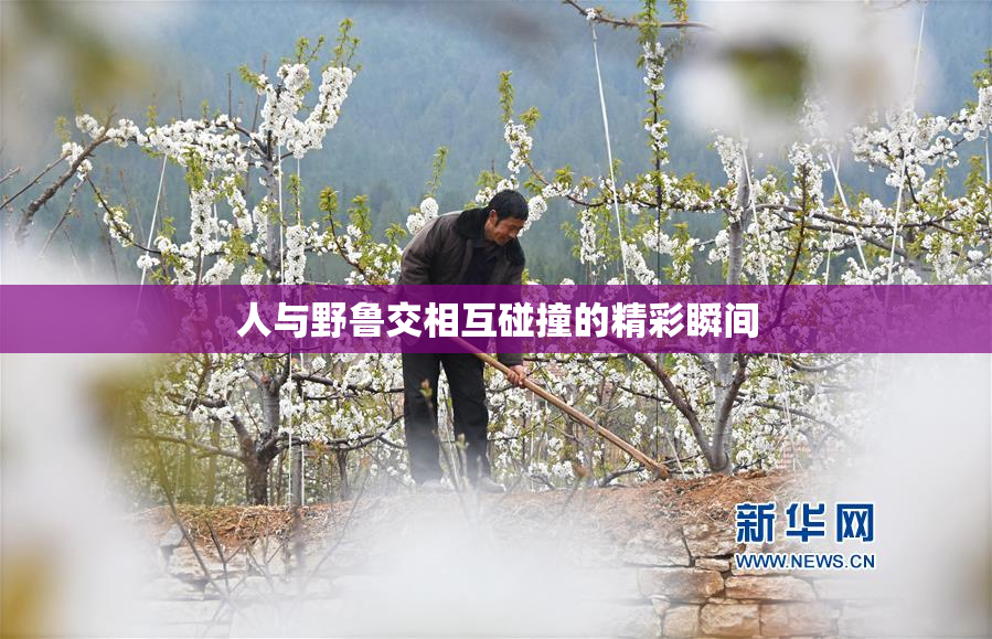 人与野鲁交相互碰撞的精彩瞬间