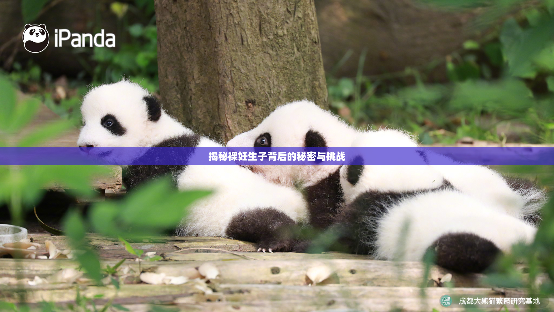 揭秘裸妊生子背后的秘密与挑战