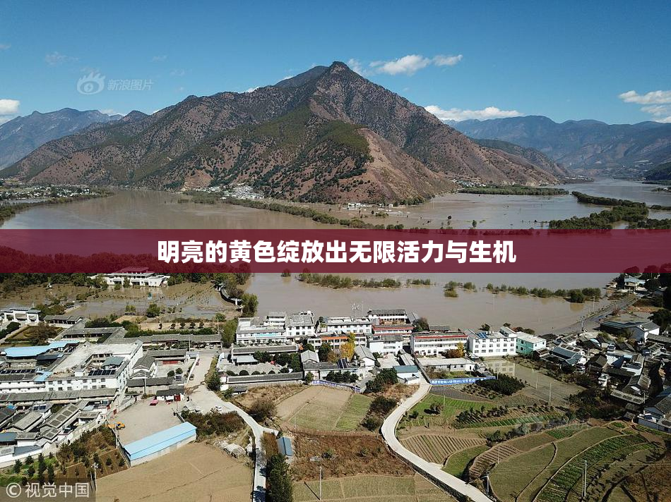 明亮的黄色绽放出无限活力与生机