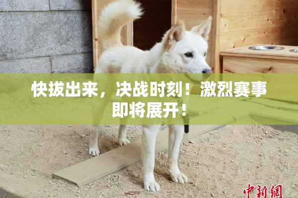 快拔出来，决战时刻！激烈赛事即将展开！