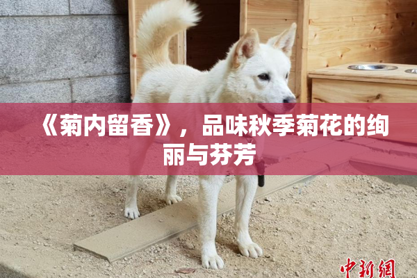 《菊内留香》，品味秋季菊花的绚丽与芬芳