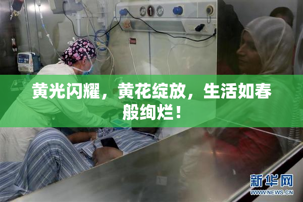 黄光闪耀，黄花绽放，生活如春般绚烂！