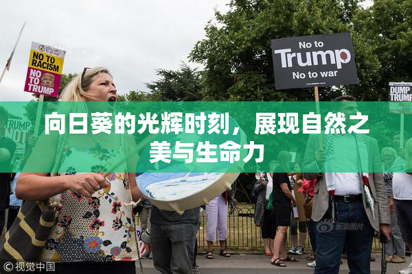 向日葵的光辉时刻，展现自然之美与生命力