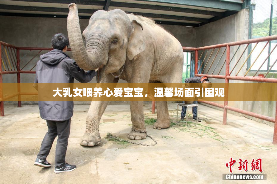 大乳女喂养心爱宝宝，温馨场面引围观