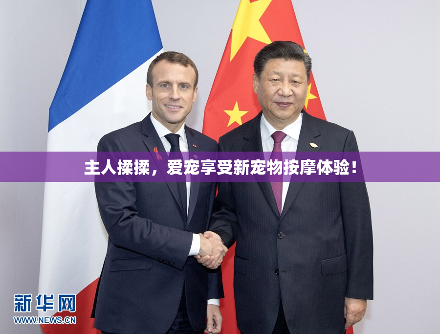 主人揉揉，爱宠享受新宠物按摩体验！