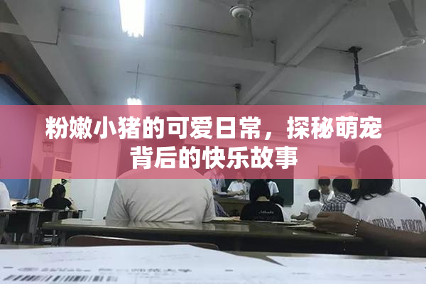 粉嫩小猪的可爱日常，探秘萌宠背后的快乐故事