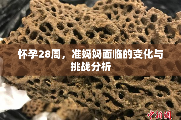 怀孕28周，准妈妈面临的变化与挑战分析
