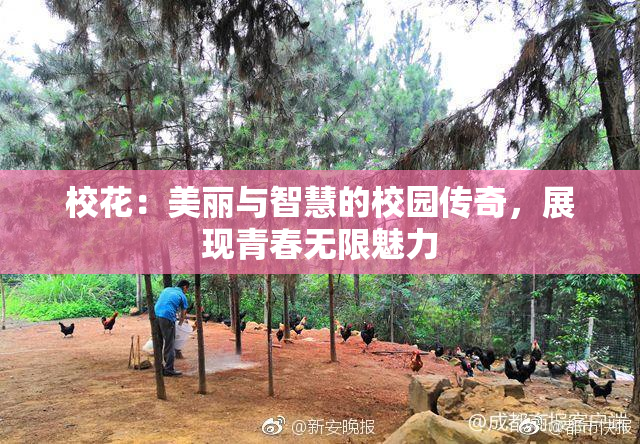 校花：美丽与智慧的校园传奇，展现青春无限魅力