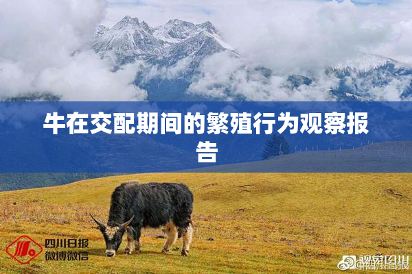 牛在交配期间的繁殖行为观察报告