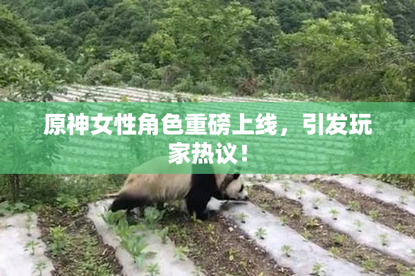 原神女性角色重磅上线，引发玩家热议！