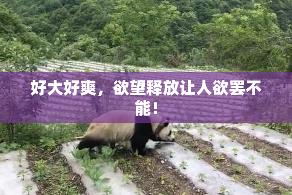 好大好爽，欲望释放让人欲罢不能！