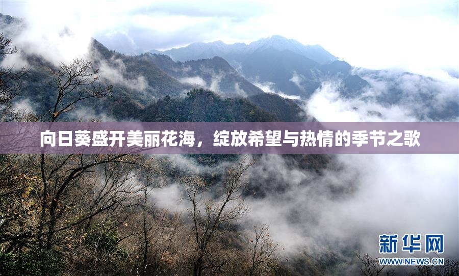向日葵盛开美丽花海，绽放希望与热情的季节之歌