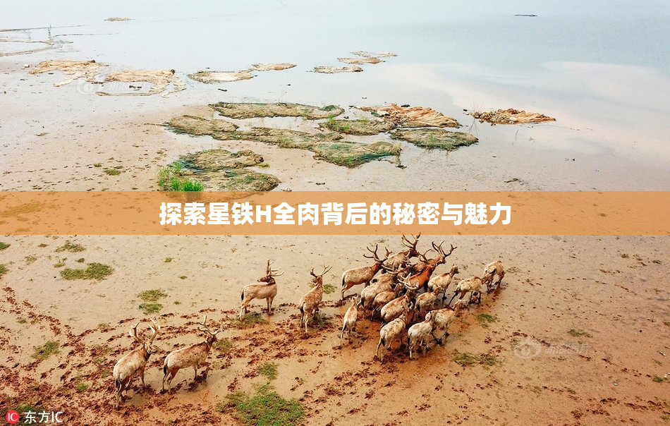 探索星铁H全肉背后的秘密与魅力